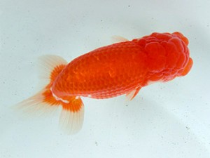 志摩紅鱗会　取締二　谷　善喜　紀北町