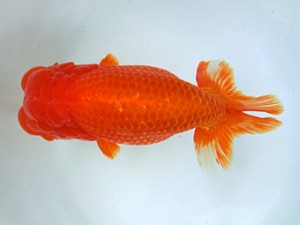 志摩紅鱗会　東大関　林　万貴　大王