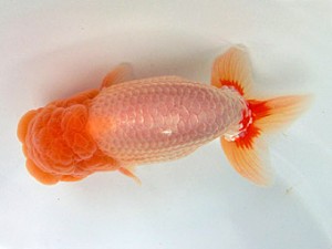 志摩紅鱗会　西大関　田邊健一　志摩