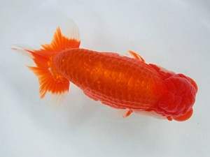 志摩紅鱗会　山口広隆　津市