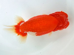 志摩紅鱗会　取締一　林　万貴　大王