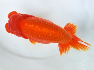 志摩紅鱗会　取締二　林　万貴　大王