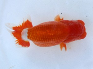 清水らんちう同好会　東大関　鮎川　誠