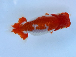 清水らんちう同好会　西大関　栗田伸男