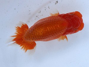 清水らんちう同好会　取締一　遠藤英好