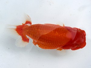 清水らんちう同好会　東大関　栗田伸男