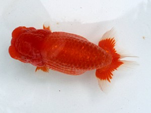 清水らんちう同好会　立行司　福井秀行