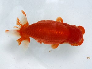 清水らんちう同好会　取締一　中村彰宏