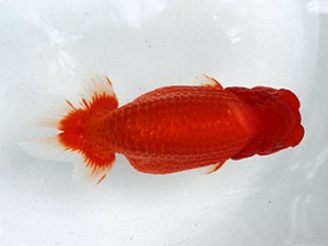 清水らんちう同好会　取締二　福井秀行