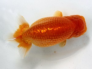 清水らんちう同好会　東大関　宮城島征