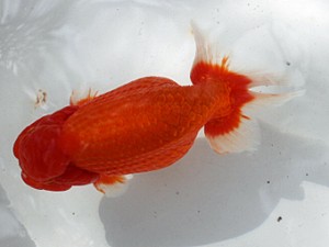 清水らんちう同好会　立行司　栗田伸男