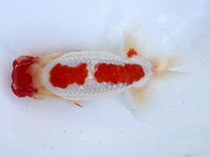 清水らんちう同好会　取締一　田島　貢