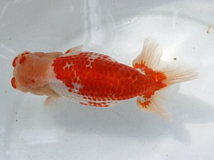 清水らんちう同好会　取締二　遠藤英好