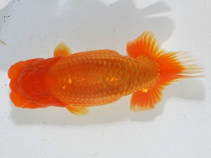 湘南らんちゅう会　東大関　厚木　高橋大佑