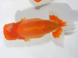 湘南らんちゅう会　西大関　伊勢原　熊澤　誠