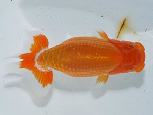 湘南らんちゅう会　立行司　伊勢原　熊澤　誠