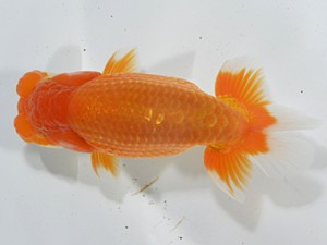 湘南らんちゅう会　取締一　厚木　高橋大佑