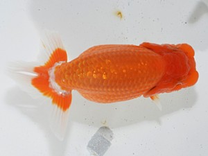 湘南らんちゅう会　取締二　茅ヶ崎　竹之内博幸