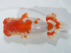 湘南らんちゅう会　東大関　相模原　村田佑則