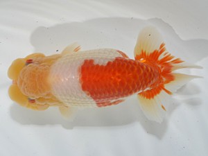 湘南らんちゅう会　西大関　小田原　和田忠勝