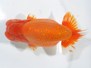 湘南らんちゅう会　立行司　厚木　高瀬有三