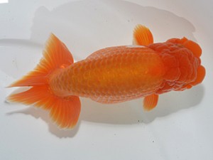 湘南らんちゅう会　取締一　相模原　佐藤正義