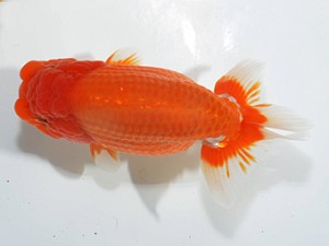 湘南らんちゅう会　取締二　茅ヶ崎　竹之内博幸