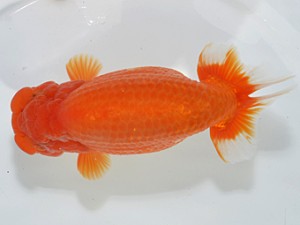 湘南らんちゅう会　東大関　伊勢原　熊澤　誠