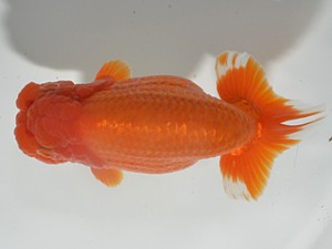 湘南らんちゅう会　西大関　中井町　上田厚史