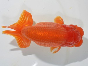 湘南らんちゅう会　中井町　上田厚史