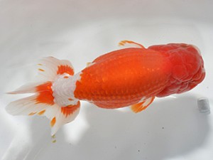 湘南らんちゅう会　取締一　茅ヶ崎　山田勝征