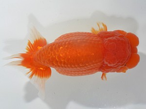 湘南らんちゅう会　取締二　中井町　上田厚史