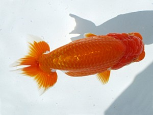 玉野錦鱗会　東大関　三宅　毅　玉野