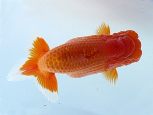 玉野錦鱗会 東勧進元　服部光寿　北広島