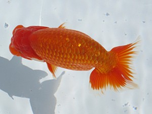 玉野錦鱗会 西勧進元　梁原隆夫　倉敷