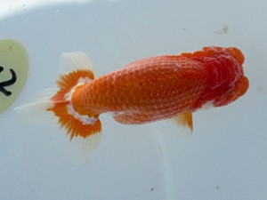 玉野錦鱗会 行司一　川崎庄三　浅口