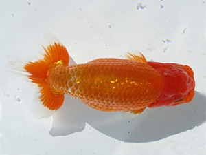 玉野錦鱗会 行司二　山崎真一　玉野