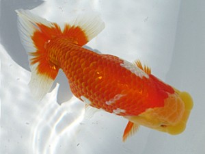 玉野錦鱗会 行司三　白川成也　児島