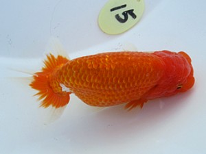 玉野錦鱗会 東脇行司　難波康宏　児島