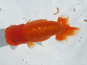 玉野錦鱗会 西脇行司　高尾昌幸　児島