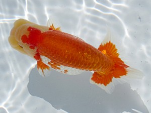 玉野錦鱗会　西大関　仁子正道　玉野