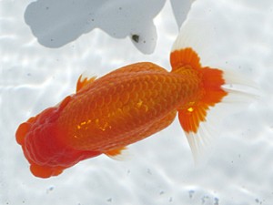 玉野錦鱗会　立行司　仁子正道　玉野