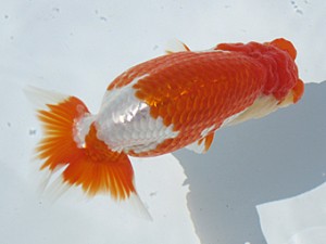 玉野錦鱗会　東取締　石田一男　福山