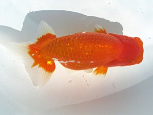 玉野錦鱗会　西取締　田中茂規　玉野
