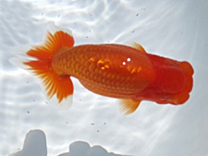 玉野錦鱗会 西関脇　高尾直美　児島