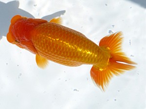 玉野錦鱗会 東小結　武田悦男　福山