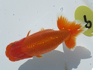 玉野錦鱗会 西小結　村上暢彦　浅口