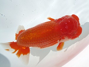 玉野錦鱗会　東大関　城野良人　玉野