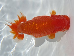 玉野錦鱗会　西大関　東　英範　岡山