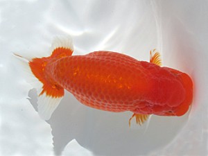 玉野錦鱗会　立行司　坂本雅之　笠岡